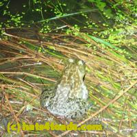 /home//u458753944/public_html/sourcegallery//Frogs/More bullfrogs/P9110721.JPG